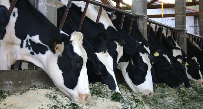 Президент асыл тукум мал чарбачылыгы жөнүндө мыйзамга кол койду