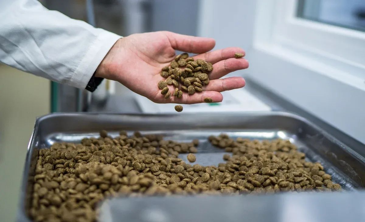 Россия Кыргызстандагы балык тоютуна нөлдүк КНС киргизилгенине нааразы