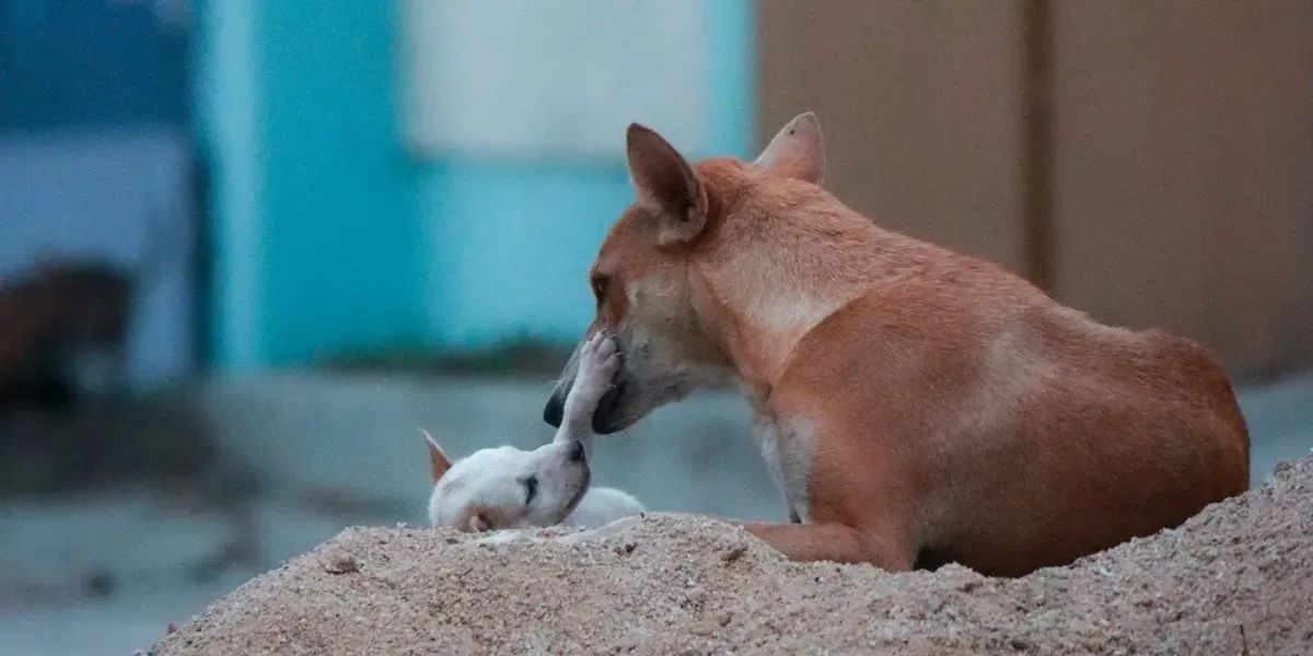 Гумандуулуктун экономикасы: Бишкекте жаныбарларды жок кылуудан баш тартуу канчага турат