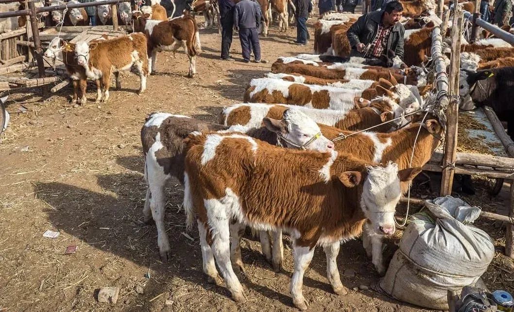 Кыргызстанда ири мүйүздүү малдын экспорту 41,3%га азайды