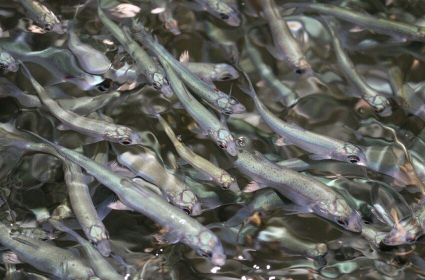 Быйыл Кыргызстан көлдөрүнө 30 миллиондон ашык чабак коё берилет