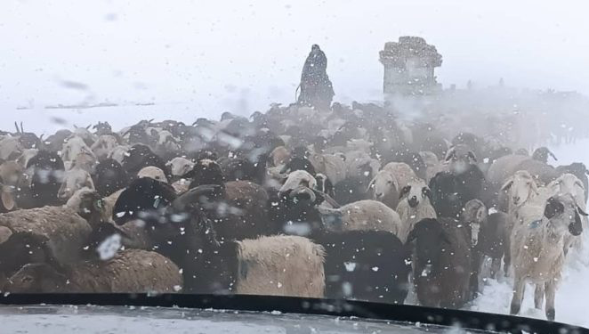 Ат-Башынын жайлоолоруна кар жаап, малчыларга чөп жеткириле баштады