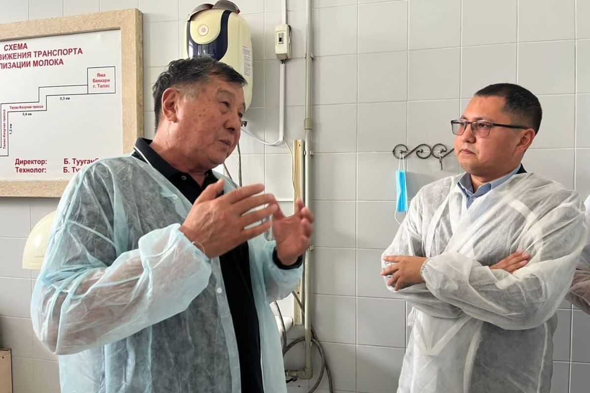 “Талас Даамы” ишканасы 30 тоннага жакын сүт кабыл алууда