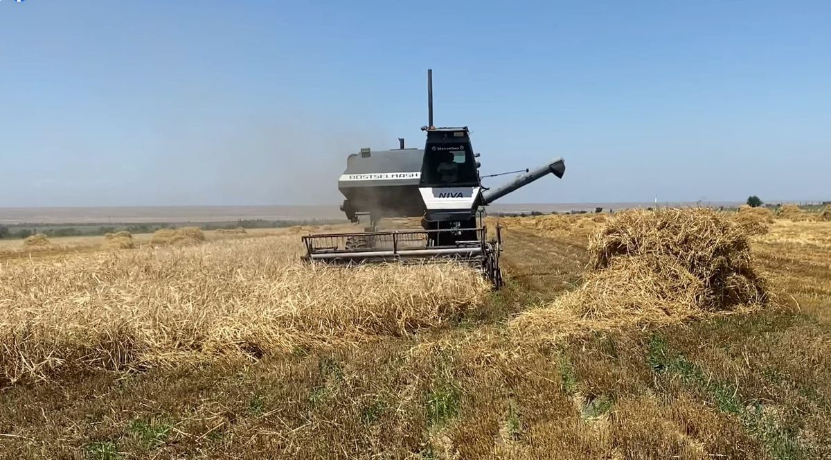 Кадамжайда арпа бышып, гектарынан 4,2 тоннадан түшүм алынууда