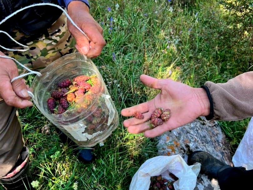Ак-Талаада дарактардын үрөнү жыйналып, сапатына жараша иргелет