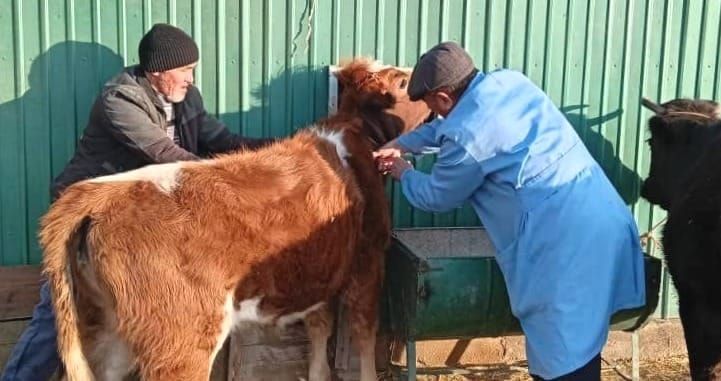 Кыргызстанда 1,5 миң ветеринар туруктуу айлык менен камсыздалат