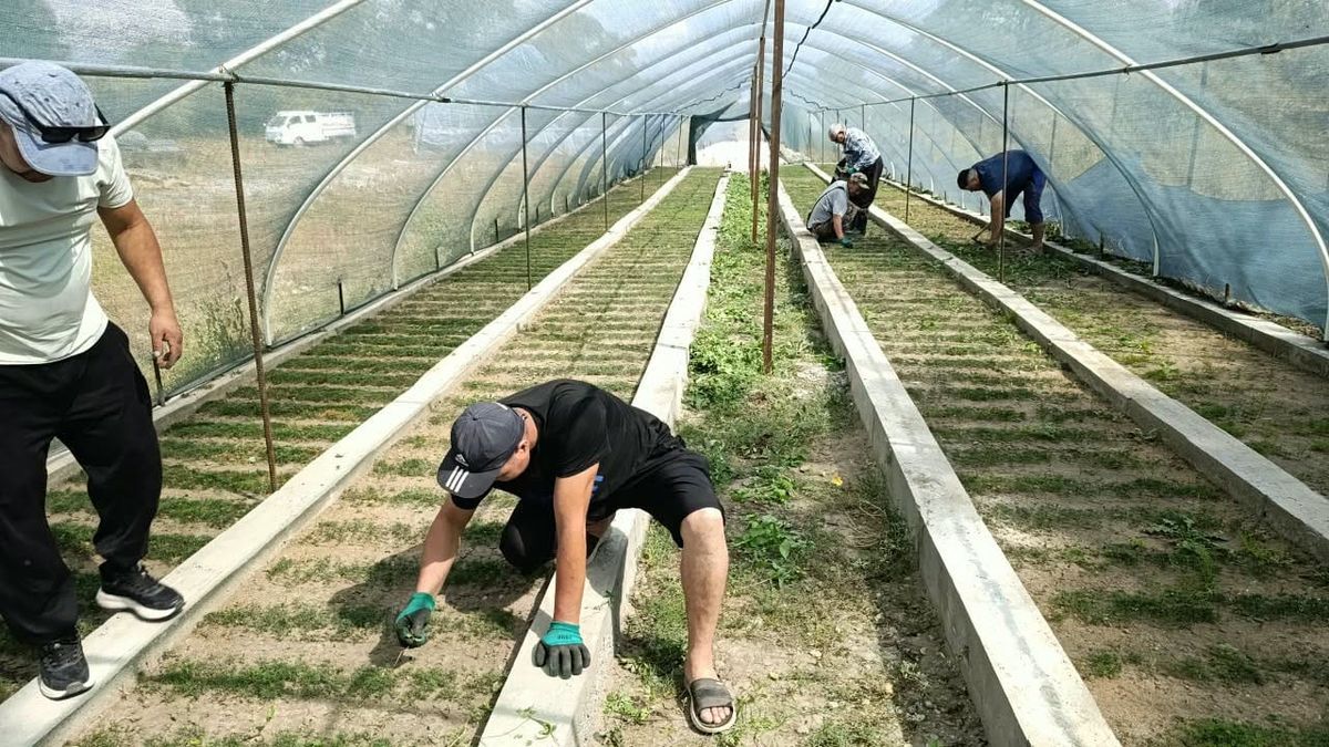Тогуз-Тородо токойлорду көбөйтүү үчүн көчөттөр өстүрүлүүдө
