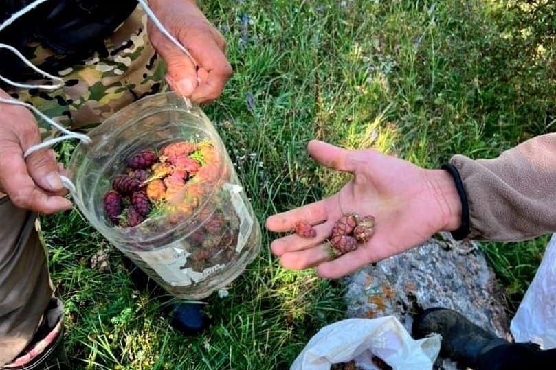 Нарын токой чарбасында ийне жалбырактуу дарактардын уруктары жыйналууда