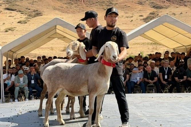 “Арашан” койлорун өнүктүрүүгө арналган эл аралык фестиваль болду