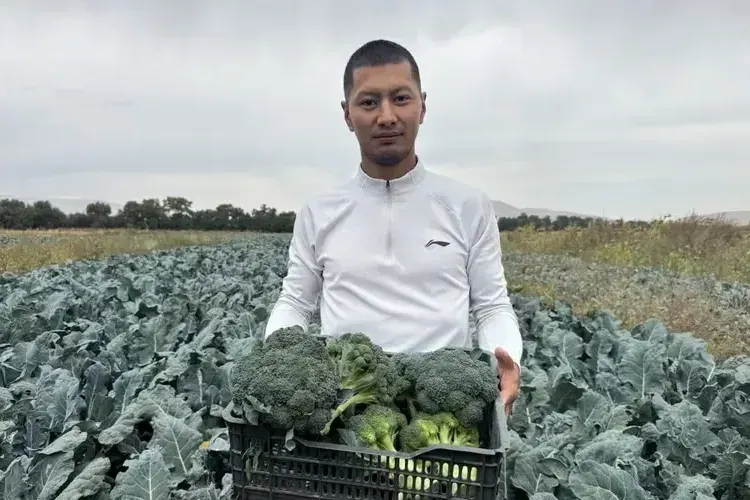 Чүйдө өстүрүлгөн 90 сомдук брокколи: импортту жергиликтүү продукция менен алмаштырууну фермер кантип өздөштүрдү