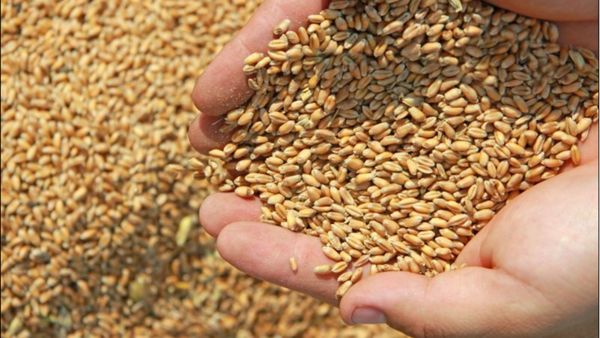 Кыргызстан үрөн менен 100%га камсыздалды – Айыл чарба министрлиги