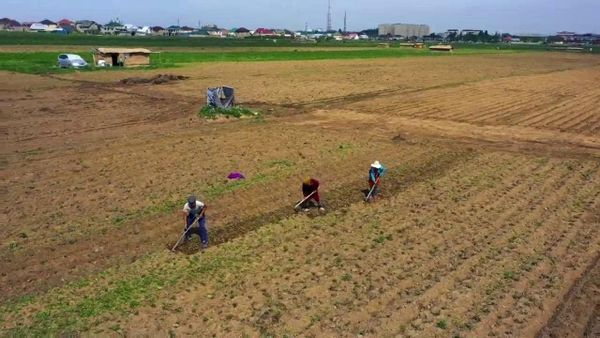 «Айыл чарбасын каржылоо-11» долбоору боюнча 54.2 млрд сомго кредиттер берилди