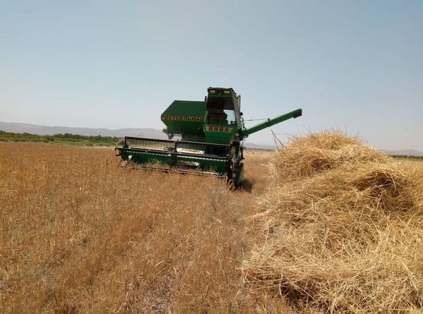 Баткенде оруп жыйноо иштери башталды