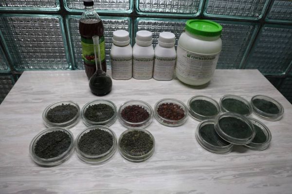 Кыргызстанда табигый таза өсүмдүктөрдү өстүрүү үчүн In-vitro лабораториясы курулат