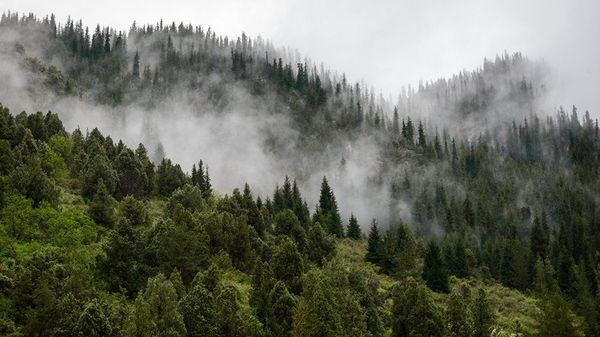 2023-жылы токойлорду коргоо жана көбөйтүү боюнча иш-чаралар 90.8 млн сомго каржыланат