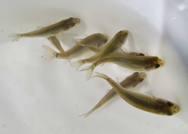 Тоңдун балык өстүрүүчү заводунда 1 млн даана карп-сазандын личинкалары кое берилди