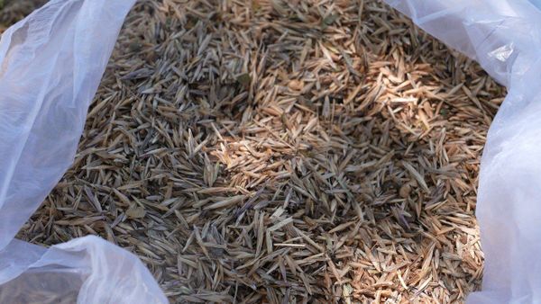 Айыл чарба министрлиги 10 миң гектарга жайыт үрөнүн себет