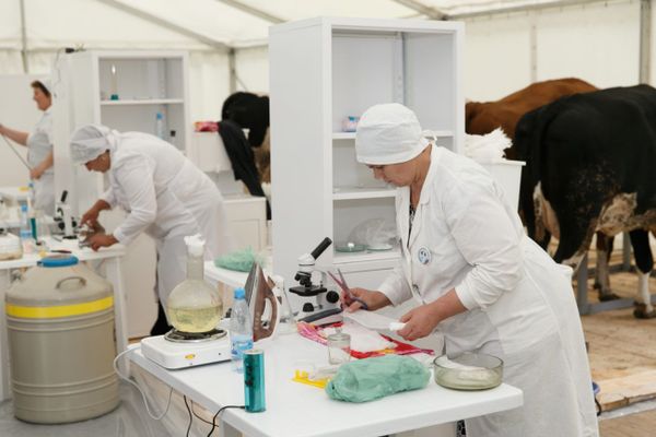 Кыргызстанда канча жасалма уруктандыруу пунктары бар экендигин Айыл чарба министрлиги айтып берди