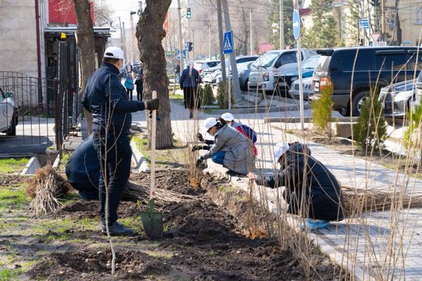 Бишкек мэриясы көрктөндүрүүнү бузган 18 компанияга жарым млн сом айып пул салды — тизмеси