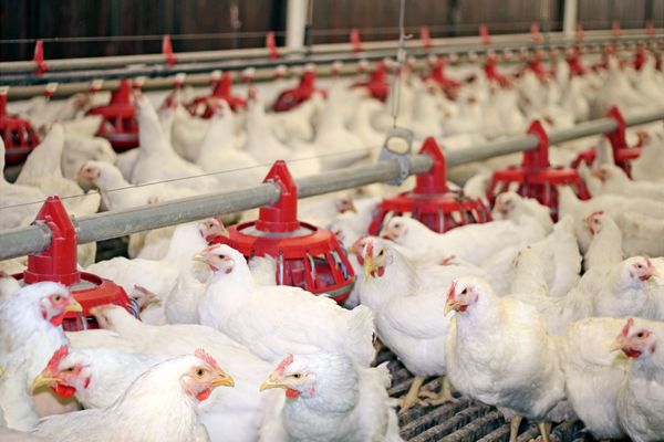 Айыл чарба министрлиги канаттуулардын эти менен алектенген ишкерлерге эскертет — нитрофурандар текшерилет