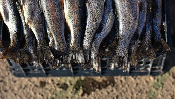 Чүйдүн 43 балык чарбасы текшерилип 8.3 млн сомго доо коюлду