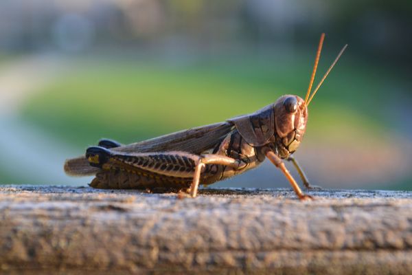 Өлкөдө 90 миң гектардан ашуун жерге зыяндуу чегирткелерге каршы күрөшүү иш-чаралары жүргүзүлдү