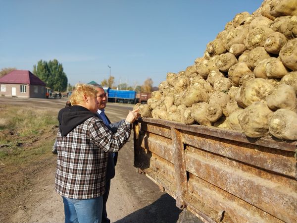 Ысык-Ата районунда 78.7 миң тонна кант кызылчасы жыйналды