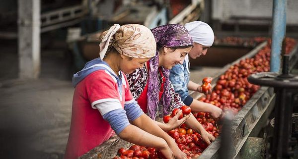 Кыргызстан айыл чарба продукциясынын экспортунун көлөмү 20.7 млрд сомду түздү