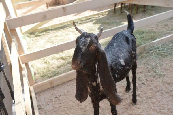 Акылбек Жапаров “АгроТехЭкспо2023”  көргөзмөсүнө барды - фото