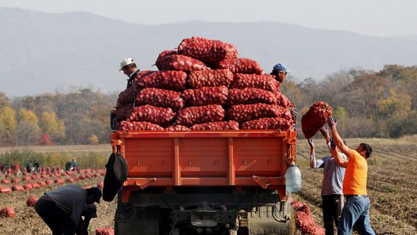 2023-жылы дыйкандарын колдоо үчүн 1 млрд сомдон ашык кепилдиктер бөлүнгөн