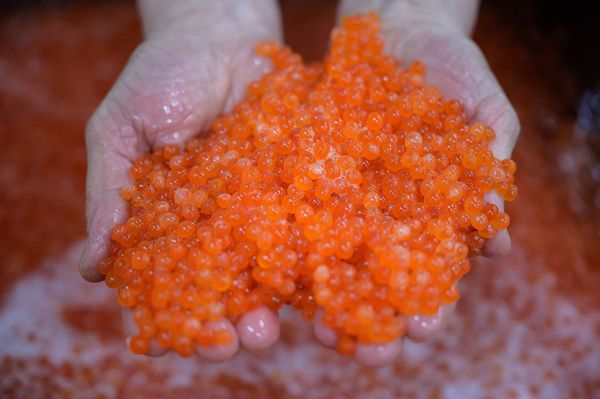 “Тоң балык өстүрүү заводунда” 8.8 млн даана лудога май канаты балыктарынын уруктары алынды