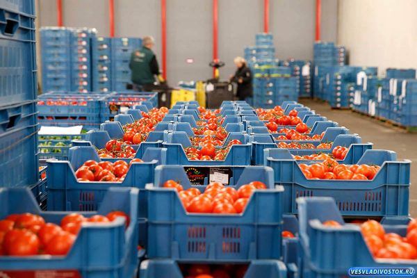 Айыл чарба министрлиги жер-жемиштерди ташып кирүүдө фитосанитардык талаптар бузулганын аныктады