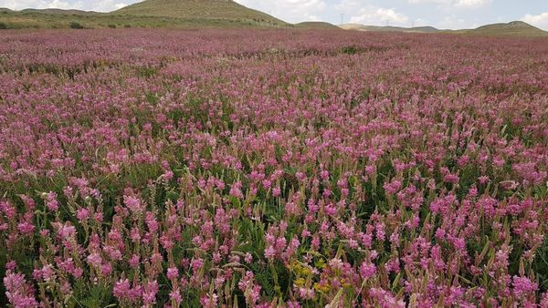 Жайыттарды жакшыртуу максатында эспарцет үрөнү облустарга таратылууда