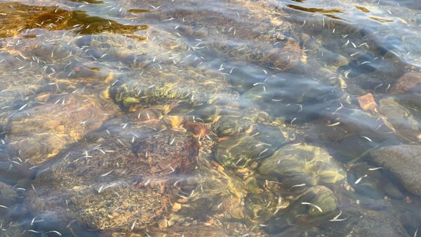 Талас районундагы дарыяларына дагы 20 миң форелинин чабактары кое берилди – долбоорду «Альянс Алтын» колдооду