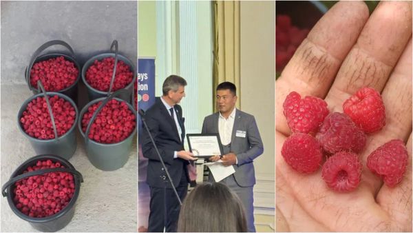 Мурдагы банкир малина өстүрүп, чет өлкөгө экспорттой баштады