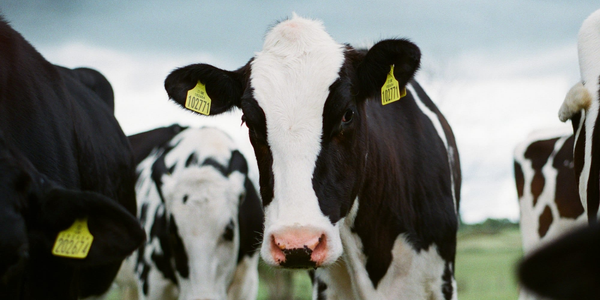 "Айыл Банк" ишкерлерге жеңилдетилген насыя сунуштады