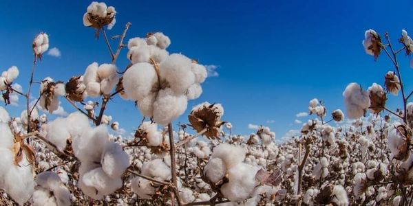 Араванда пахтаны заманбап техника менен жыйнашууда