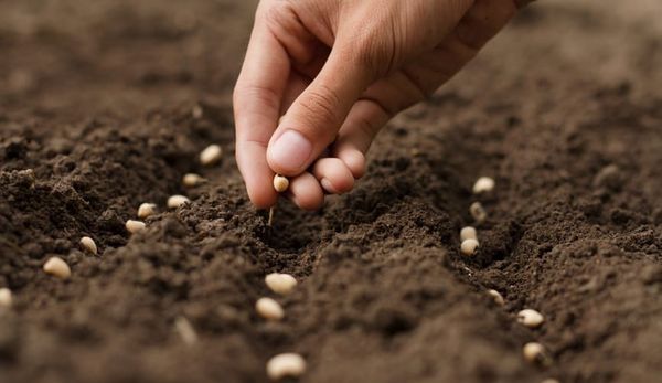 Дыйкандарга таза үрөн тандоо боюнча кеңештер