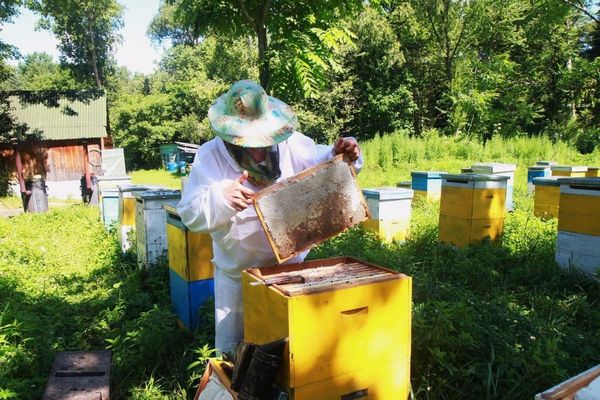 Жылына 3 тонна бал өндүргөн “Аары Ширеси" кооперативинин ийгилиги