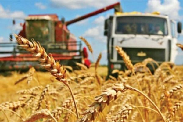 Өлкө боюнча дан эгиндерин жыйноо иштери 91 %га аткарылды