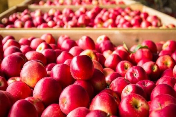 Кыргызстан 7 айда Өзбекстандан 1,2 миң тонна алма импорттоду