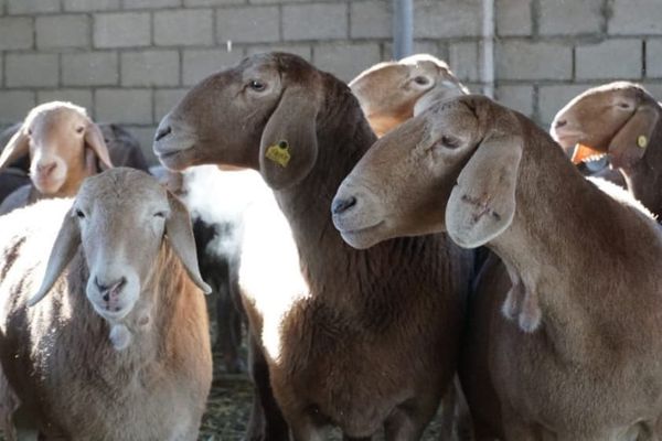 Бишкектин кайсыл аймактарында үй жаныбарларын кармоого болбойт?