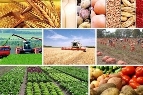 Өлкө айыл чарбасын каттоо 2026-жылга жылдырылды