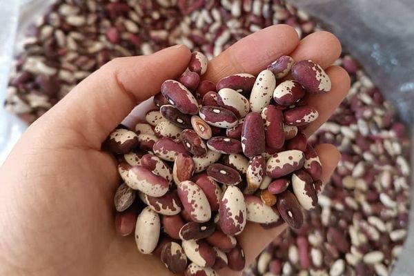 Талас төө буурчагын экспорттоодо логистикалык көйгөй бар