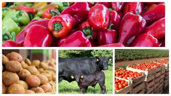 Айыл чарбадагы рекорддор