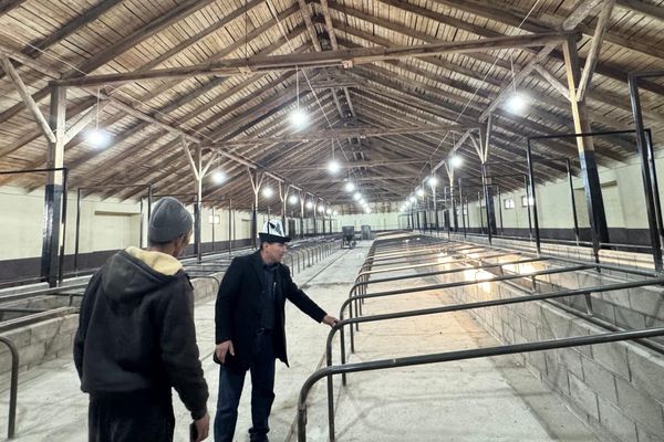 Жеке ишкер мал бордоо жайын куруп, жумуш орундарын түзүүдө