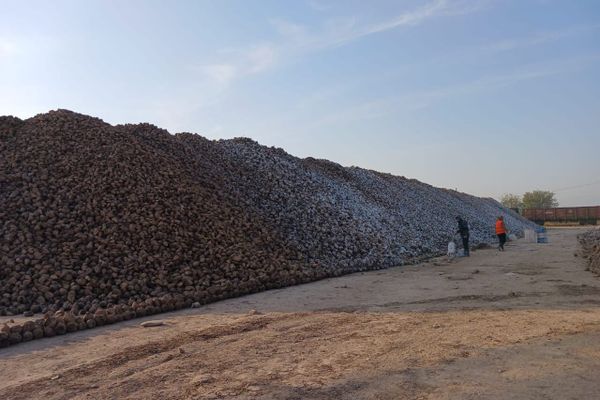 Чүйдө 21 миң тоннадан ашык кант кызылчасы жыйналды