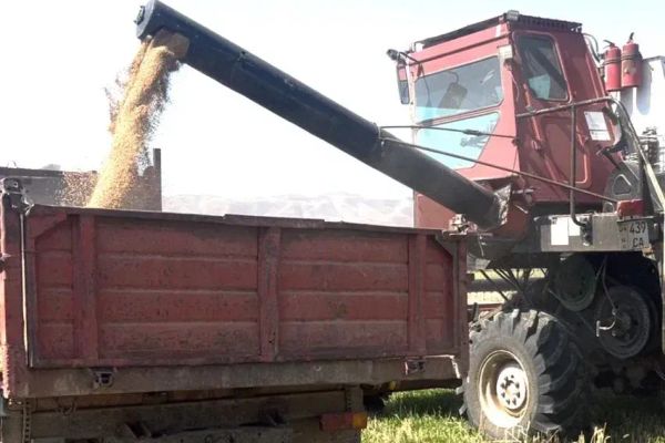 Дыйкан 2 гектардан  9,6 тонна буудай алды