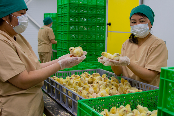 “Агро Куш” ЖЧКсы келечекте жылына 15 миң тонна тоок этин өндүрөт