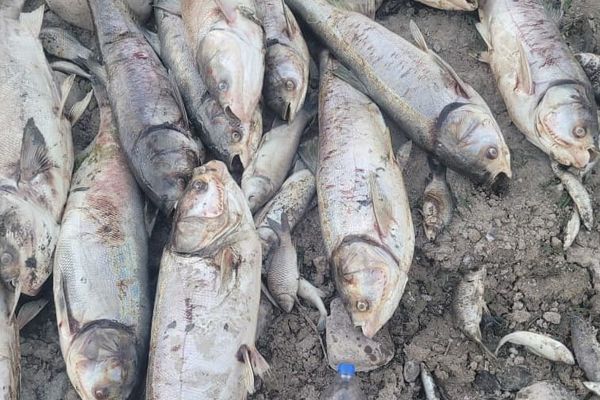 Көлмөсүндөгү 90 тонна балыгы өлүп калган ишкер укук коргоо органдарына кайрылды